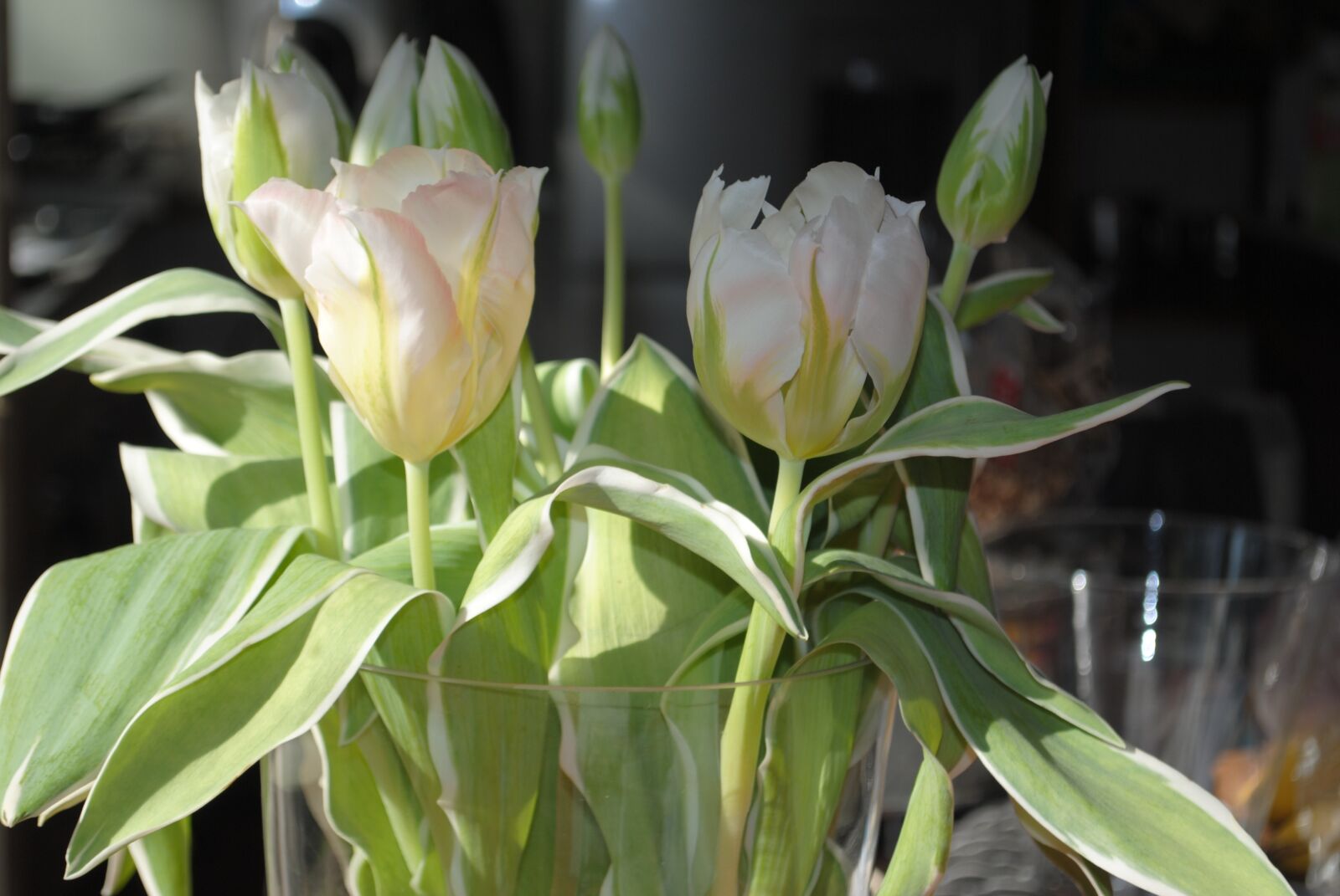 Nikon D3000 sample photo. Tulips, white, spring photography