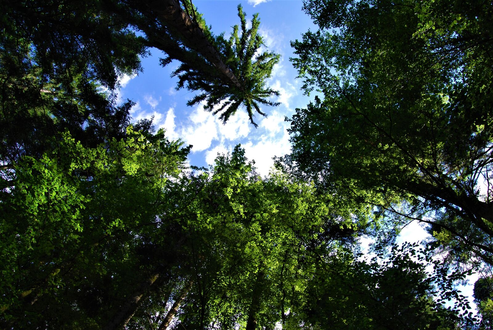 Nikon D40X sample photo. Forest, trees, branches photography