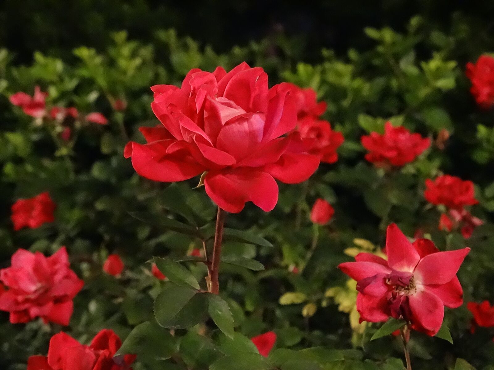 Sony Cyber-shot DSC-HX300 sample photo. Flower, red, roses photography