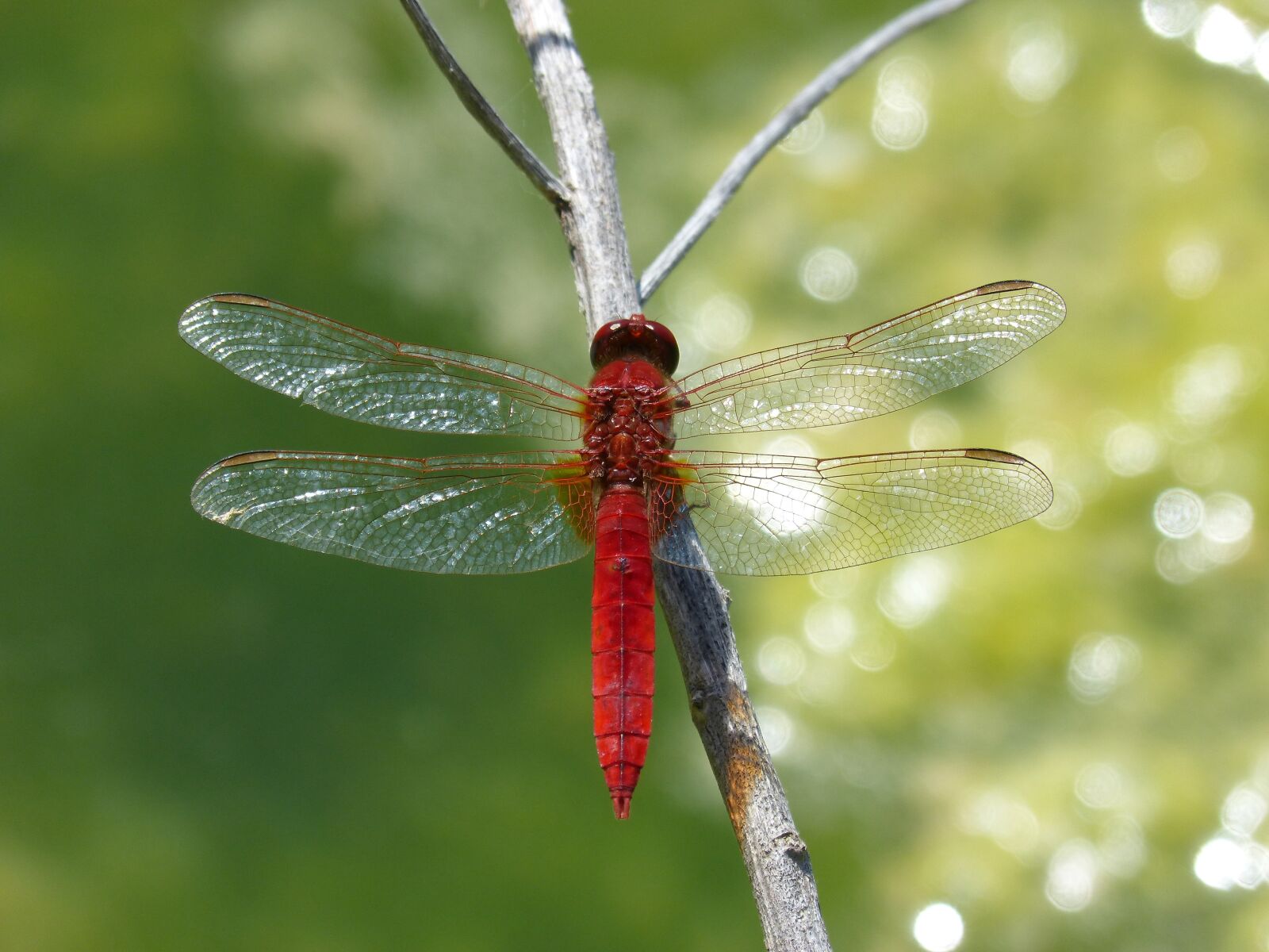 Panasonic DMC-FZ62 sample photo. Red dragonfly, detail, flashes photography
