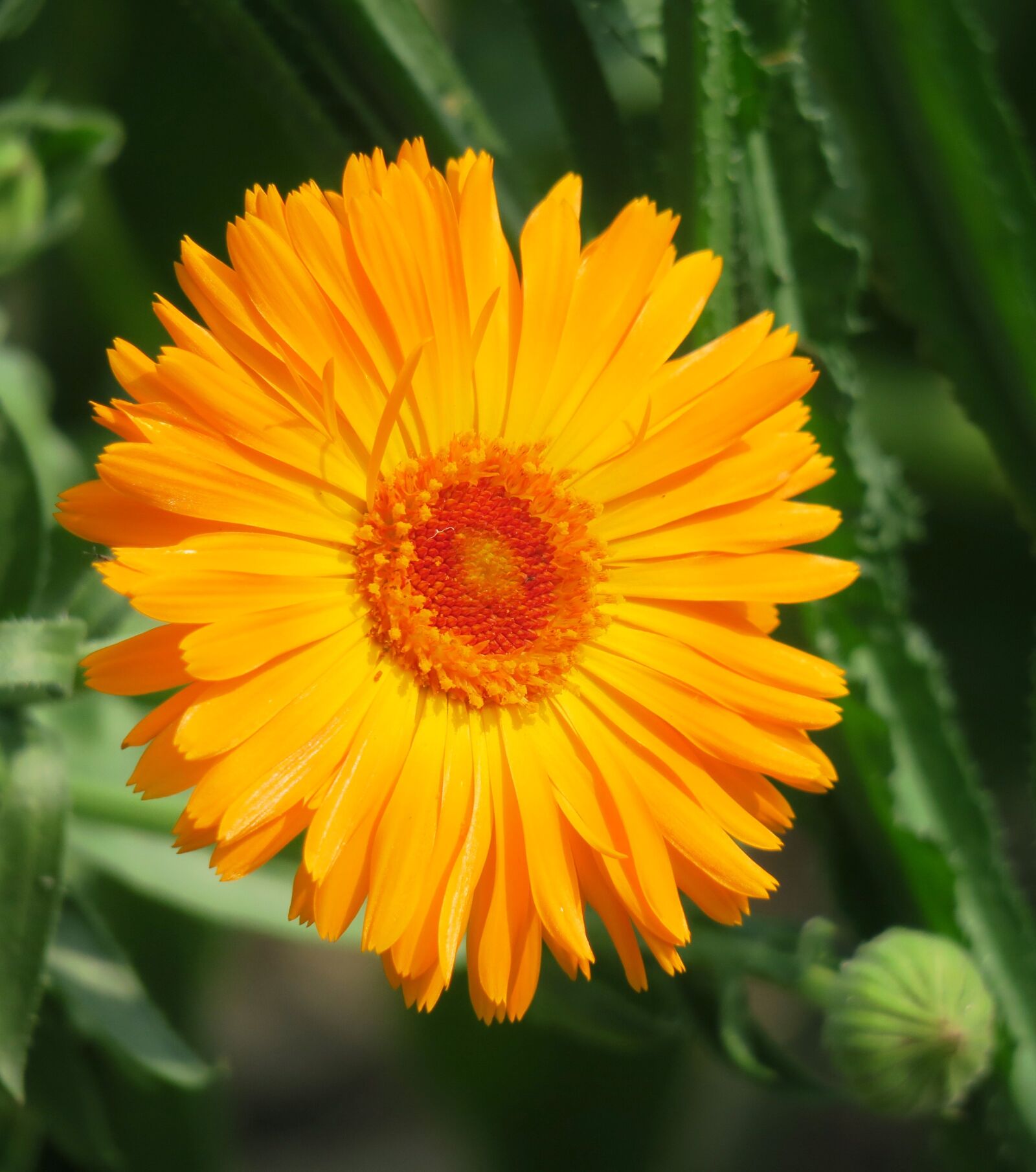 Canon PowerShot G3 X sample photo. Plant, flower, nature photography