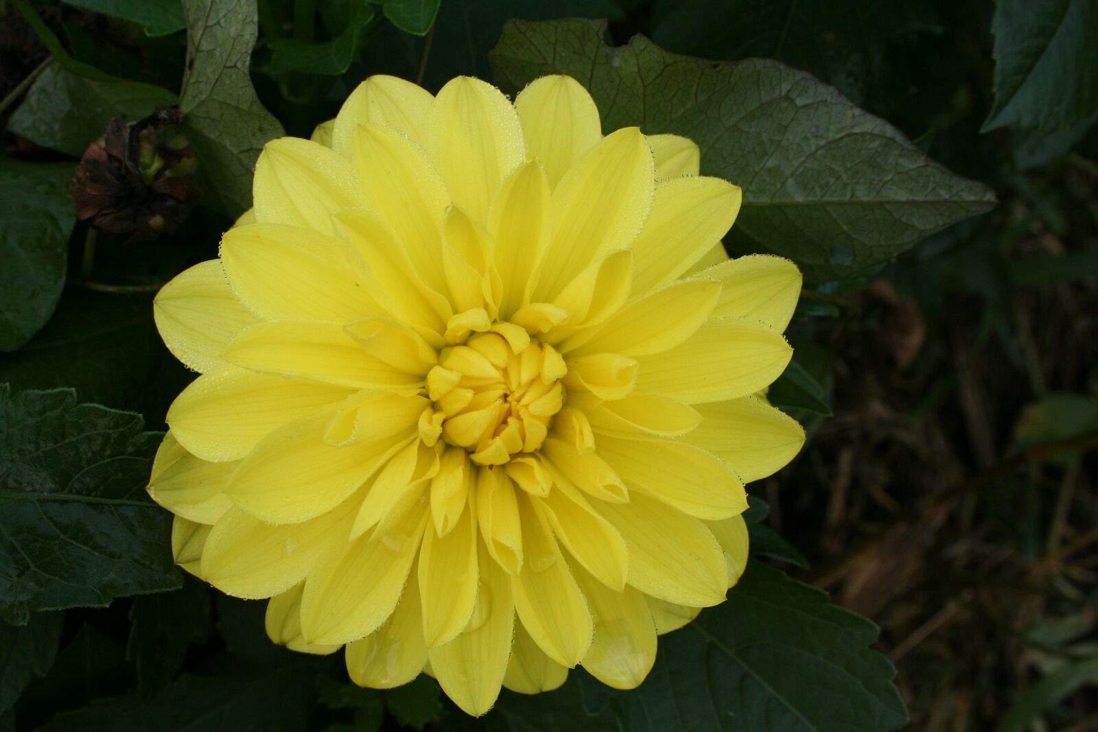 Canon EOS 350D (EOS Digital Rebel XT / EOS Kiss Digital N) sample photo. Flower, macro, yellow photography