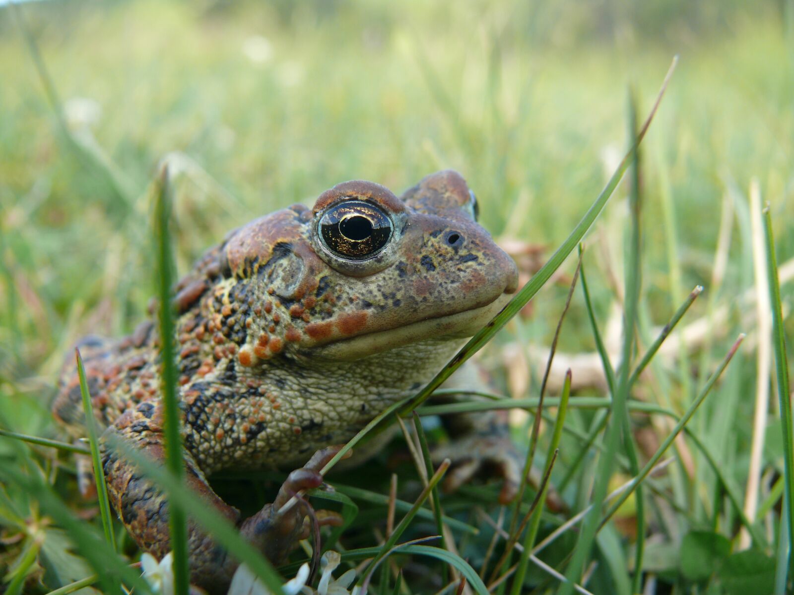 Panasonic DMC-FZ50 sample photo. Frog, animal, amphibian photography