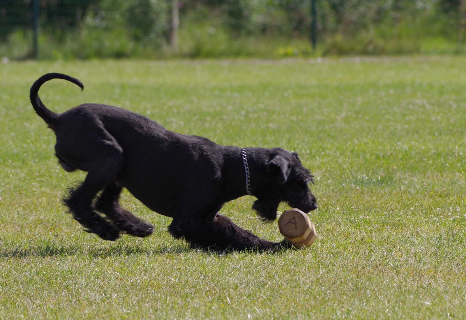 Pentax K-1 sample photo. Dumbbell retrieve, giant schnauzer photography