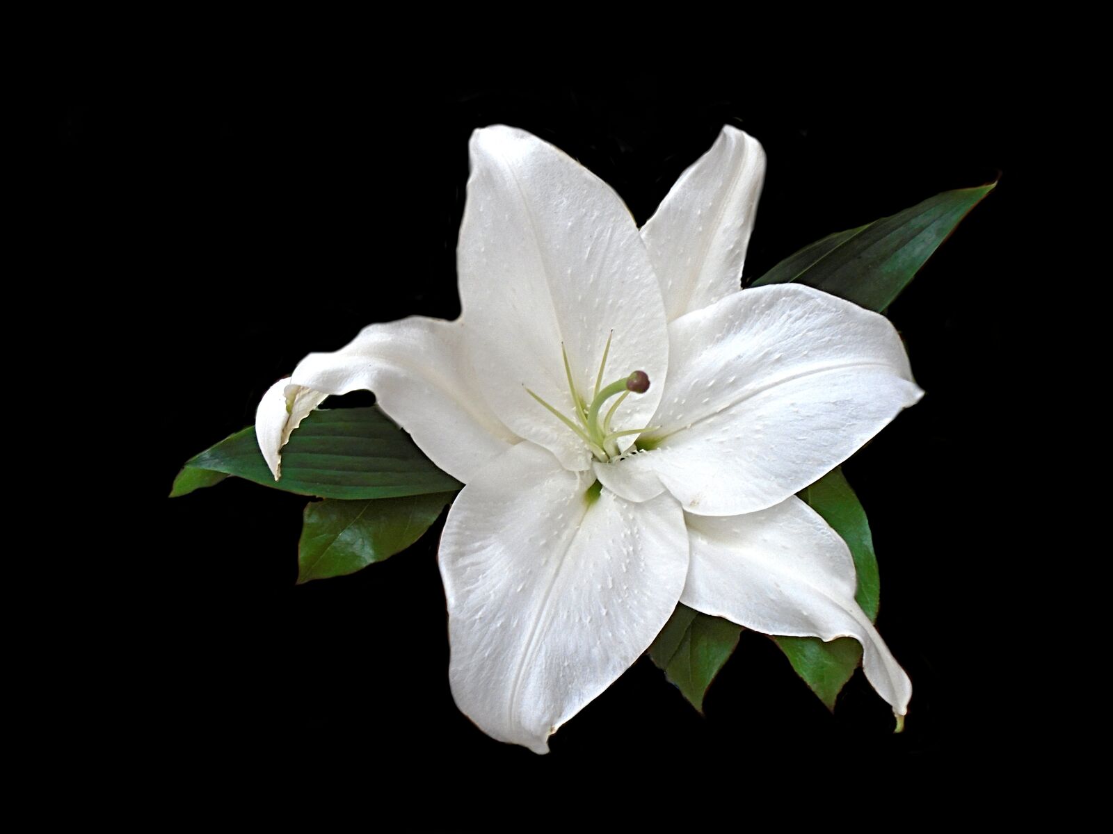 Sony Cyber-shot DSC-W800 sample photo. Lily, white, flower photography