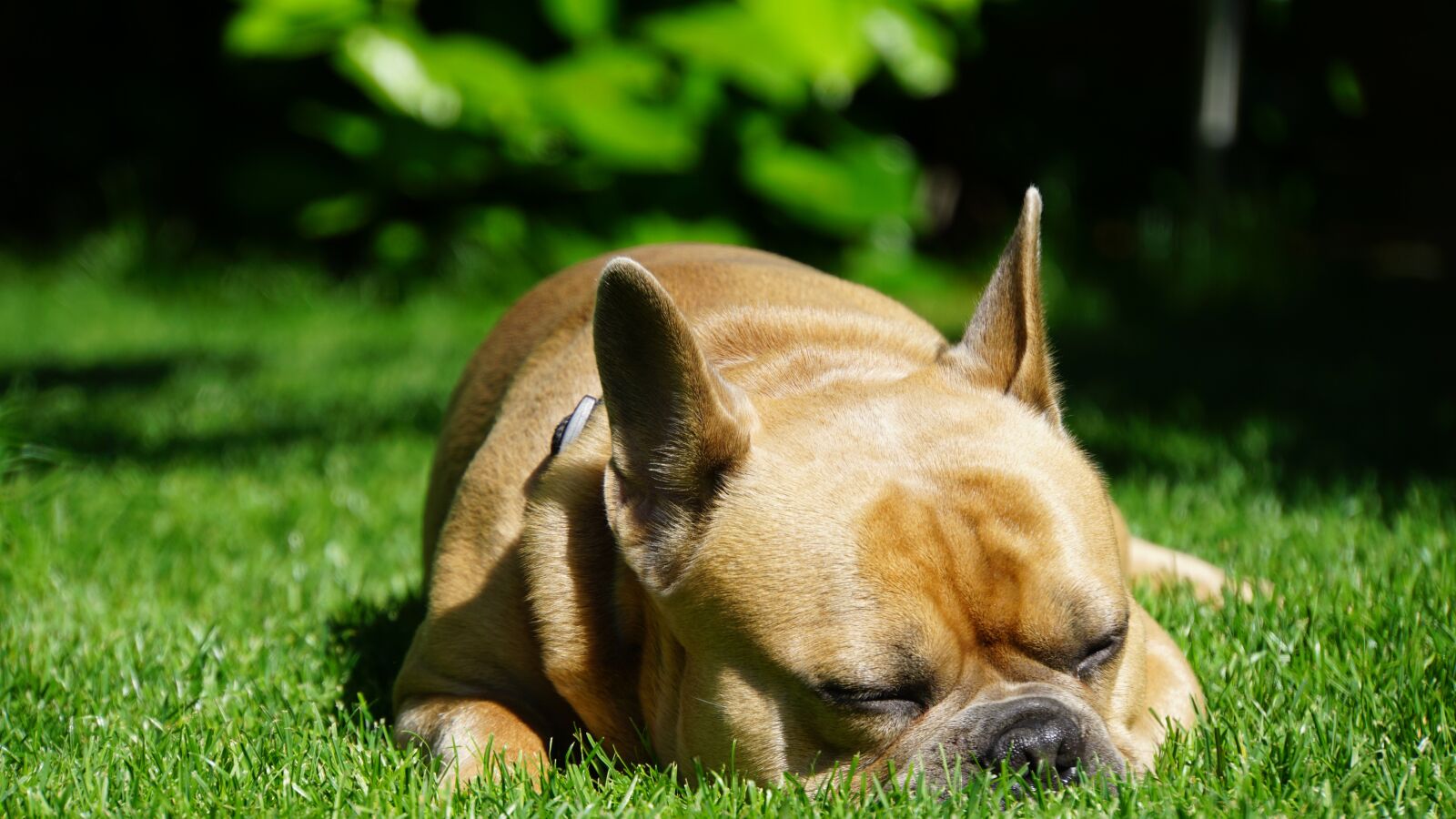 Sony E 18-200mm F3.5-6.3 OSS LE sample photo. French bulldog, dog, sleeping photography