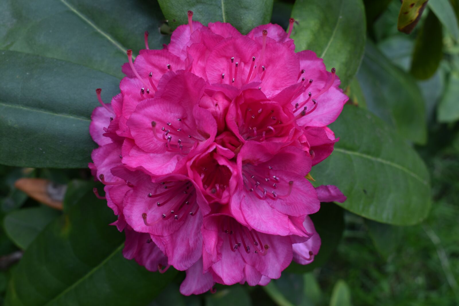 Nikon D3500 sample photo. Nature, flowers, spring photography