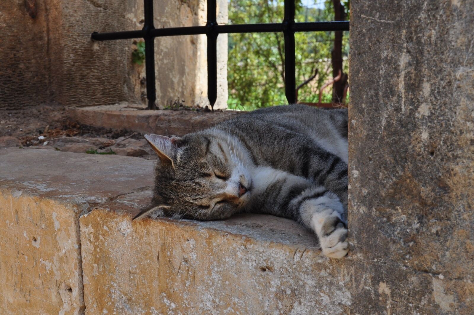 Nikon D5000 sample photo. Cat, crete, sleeps photography