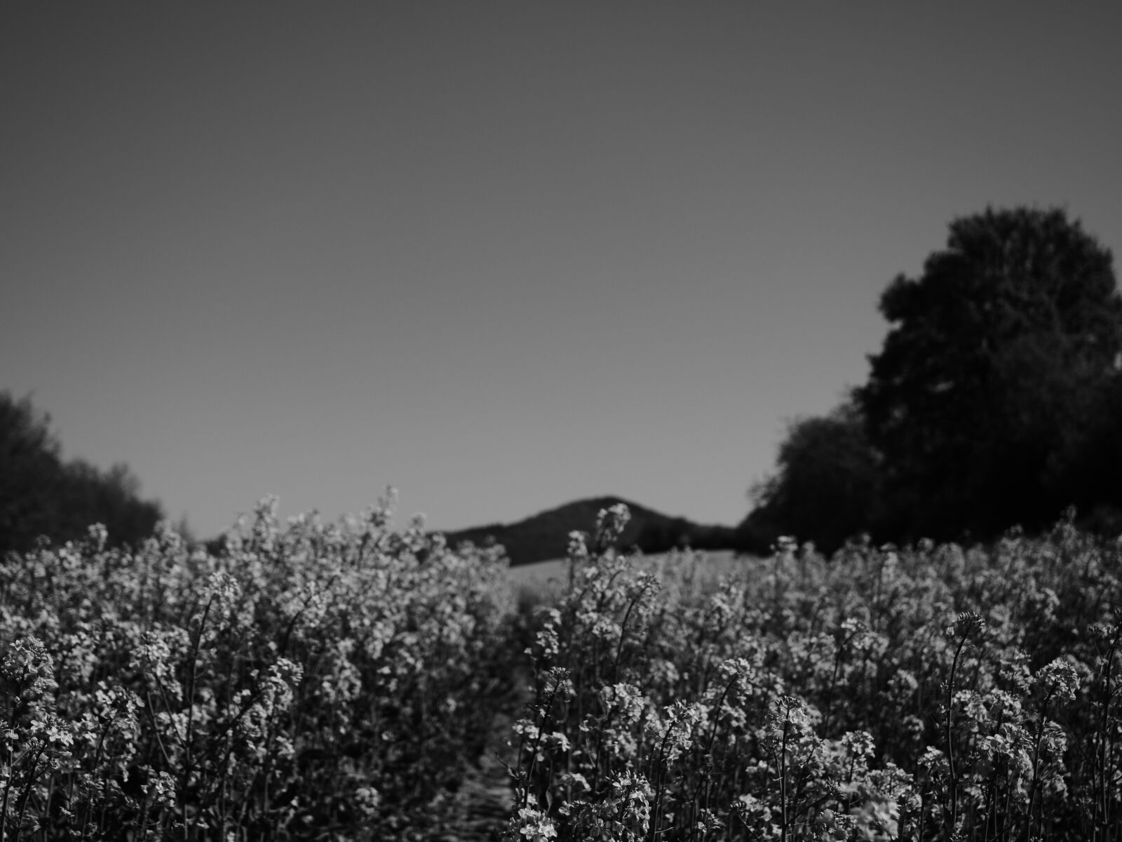 LEICA DG 12-60/F2.8-4.0 sample photo. Canola, canola field, black photography