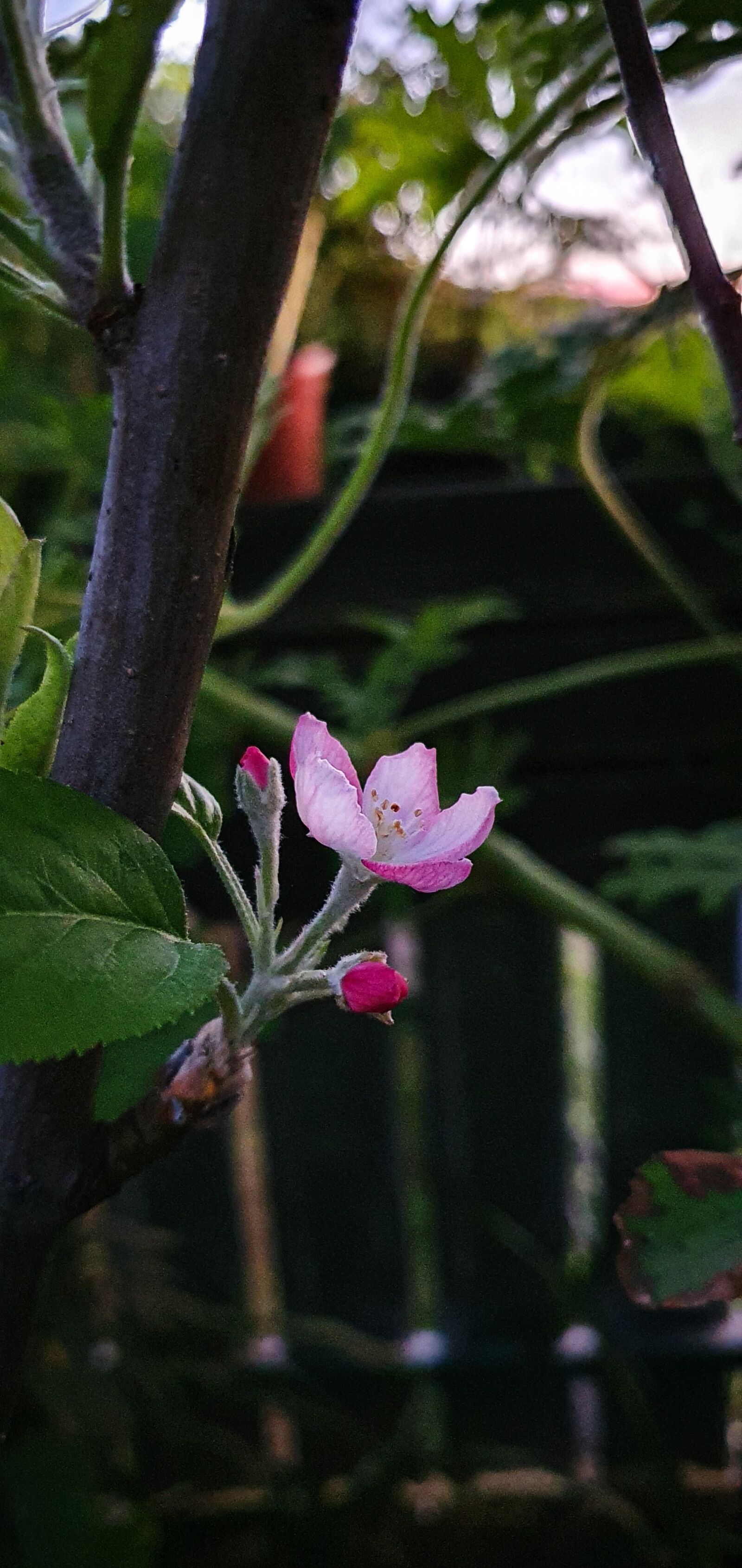 Samsung Galaxy S10e sample photo. Flower, apple, tree photography