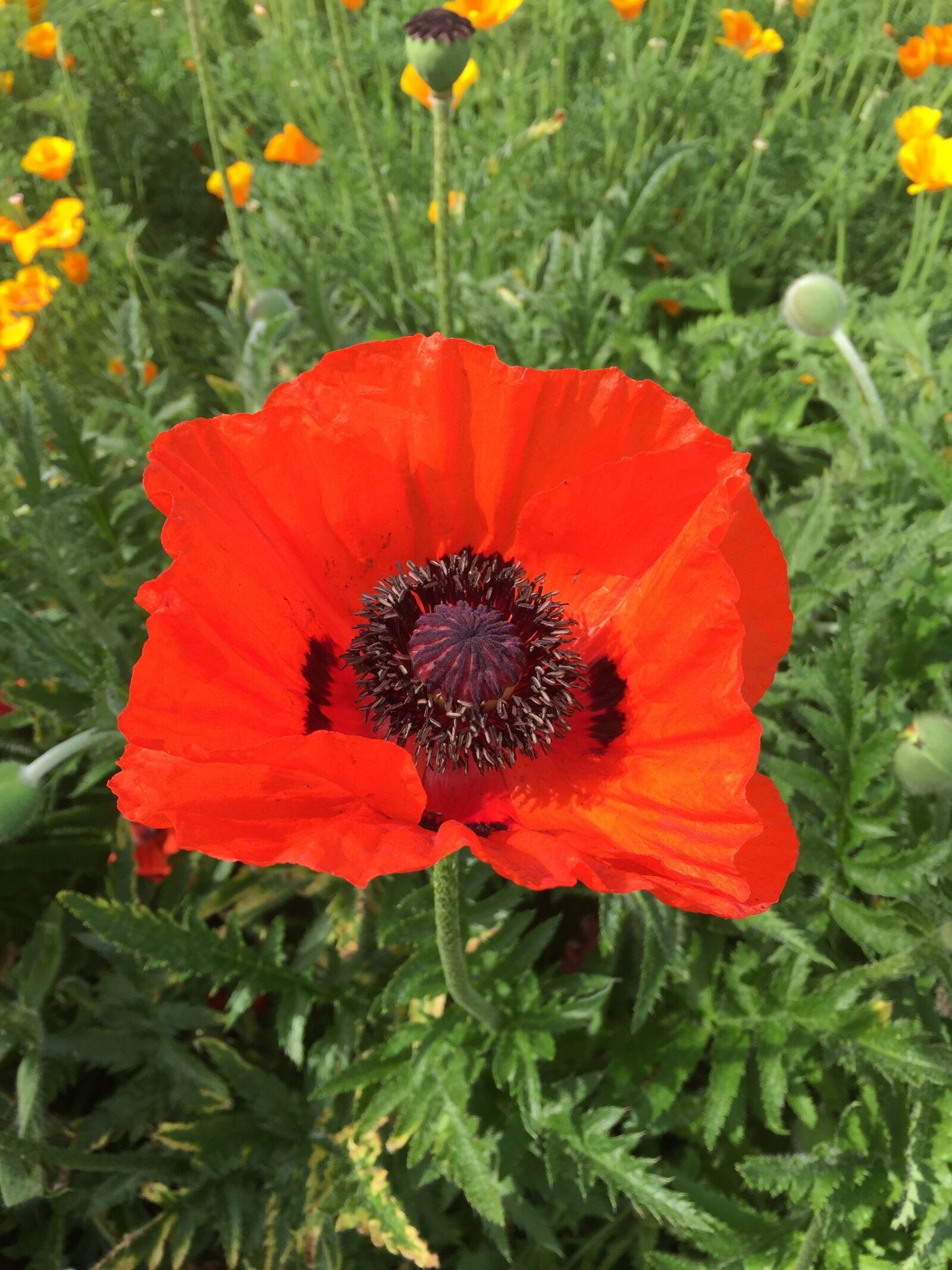 iPhone 6 Plus back camera 4.15mm f/2.2 sample photo. Poppy, anemone, red photography