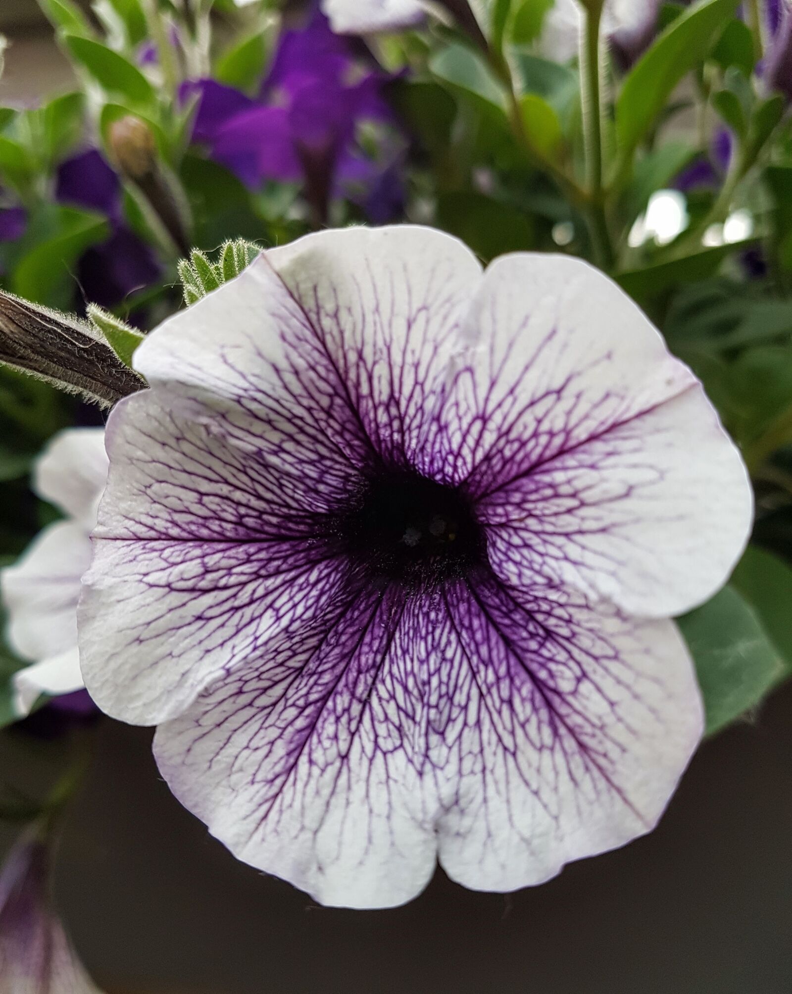 Samsung Galaxy S7 sample photo. Petunia, flower, flora photography