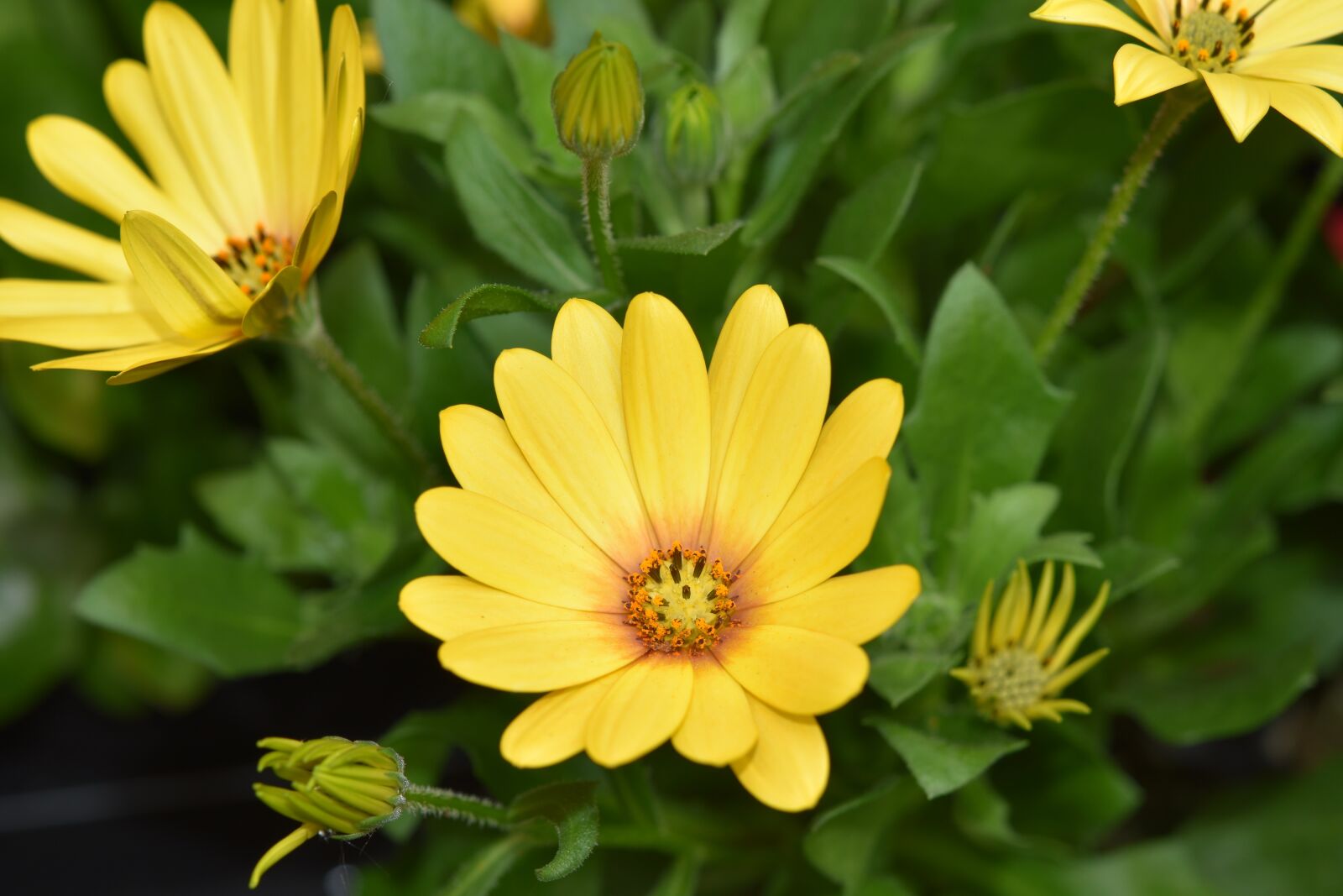 Nikon D5600 sample photo. Flower, flowers, flowers osteospermum photography