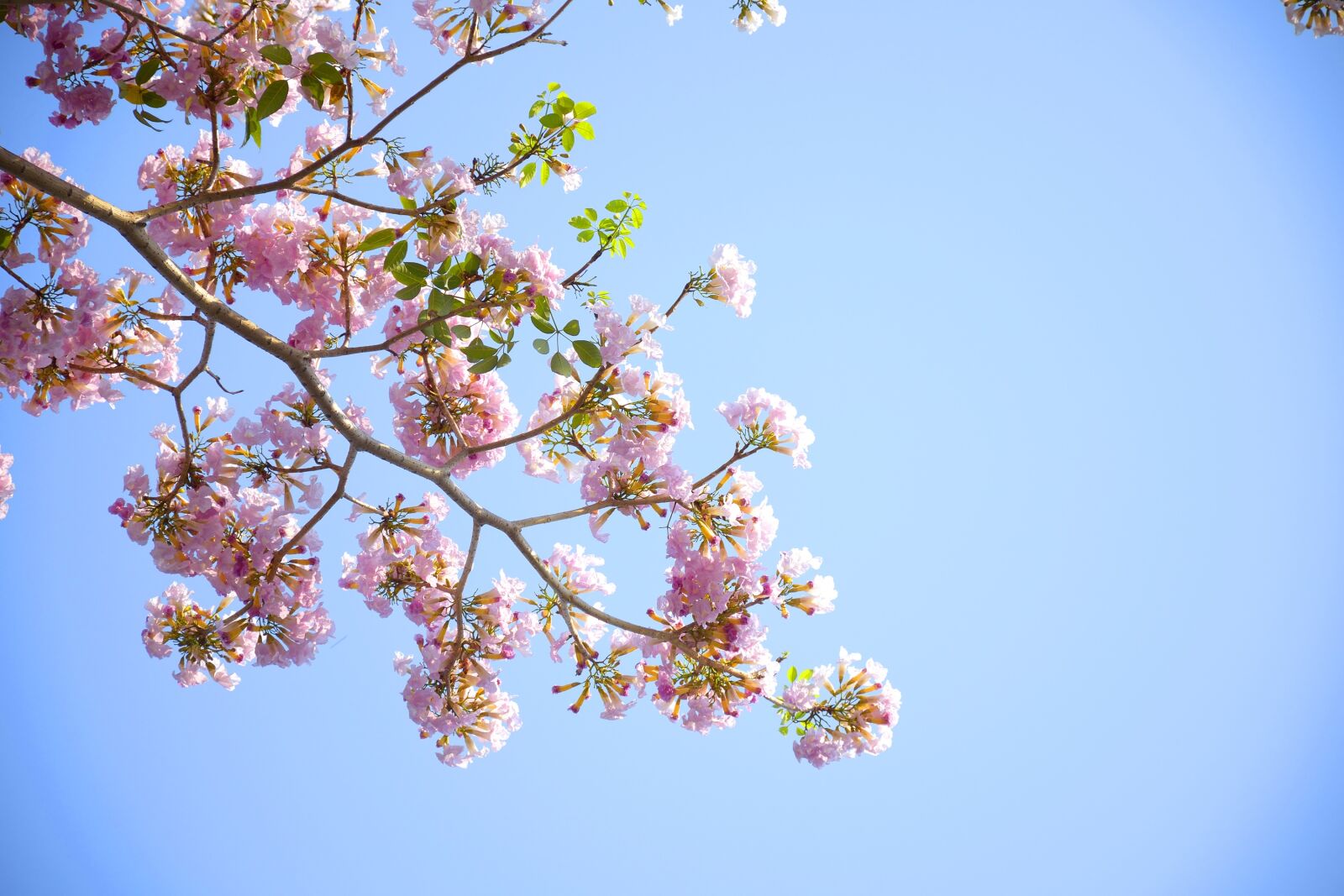Nikon D5300 sample photo. Bloom, blossom, flora photography