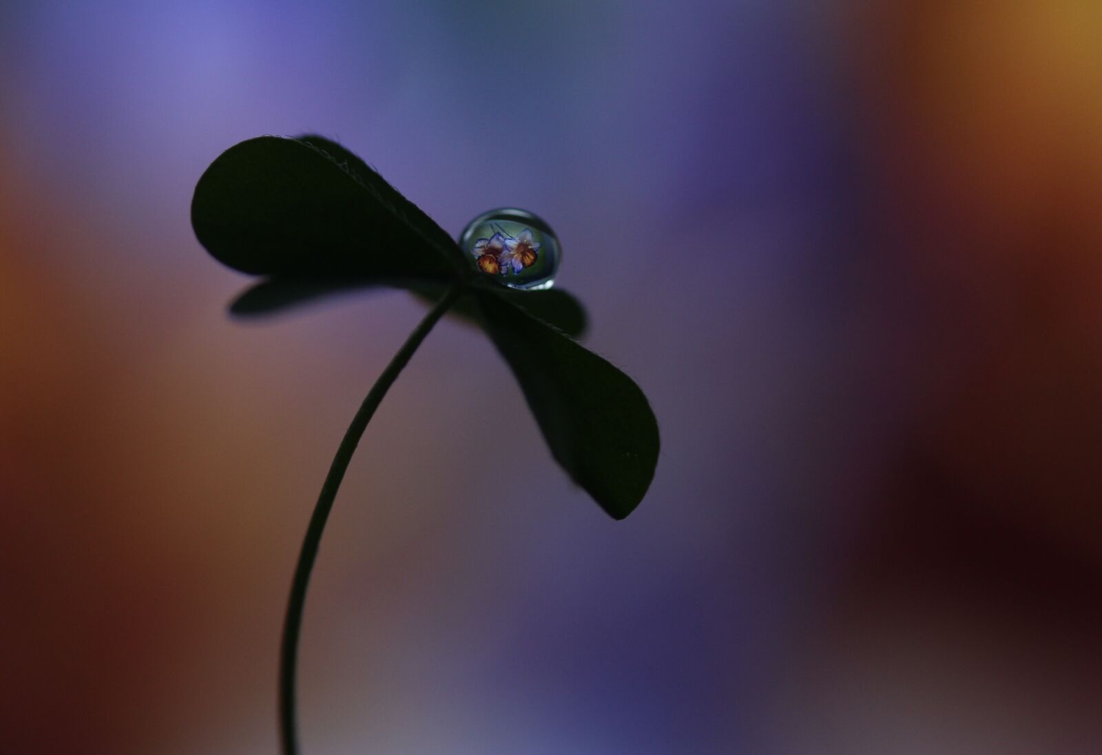 Canon EF-S 60mm F2.8 Macro USM sample photo. Drop, macro, clover photography