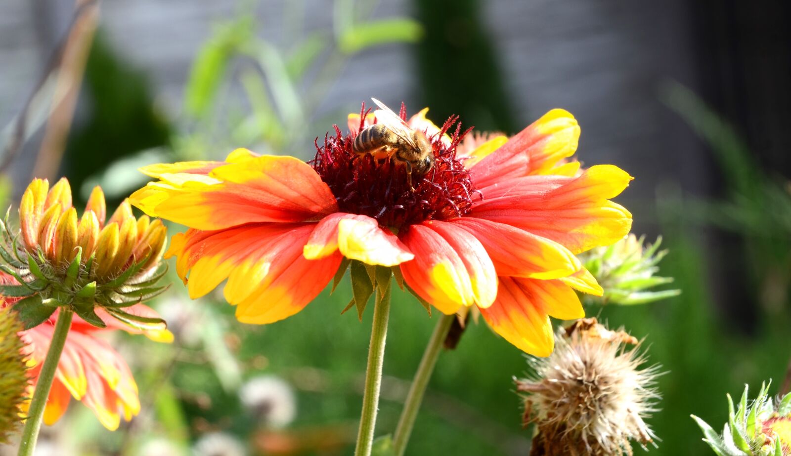 Nikon D7000 sample photo. Kok rda flower, flower photography