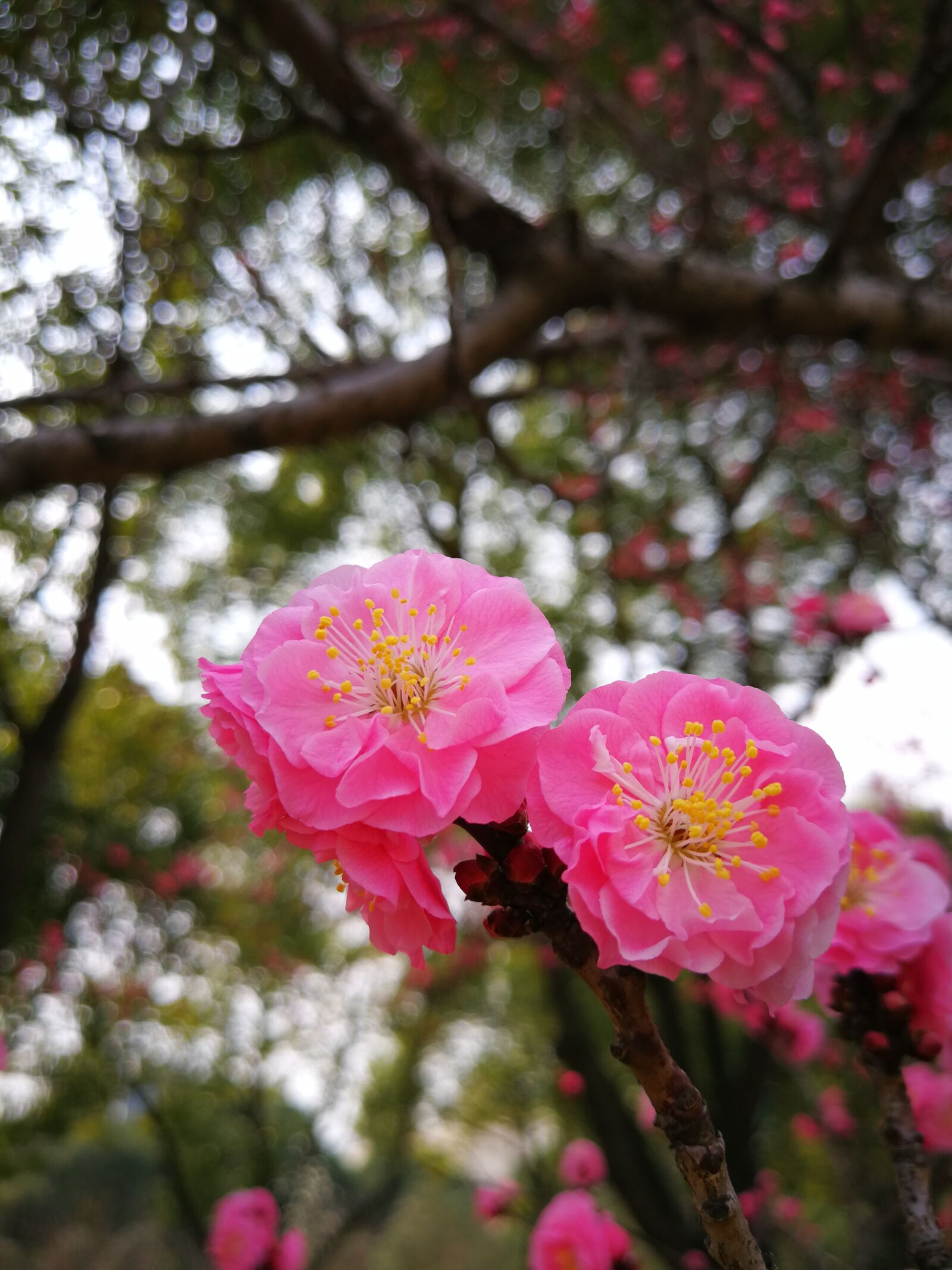 HUAWEI P10 Plus sample photo. Plum blossom, flower, nature photography