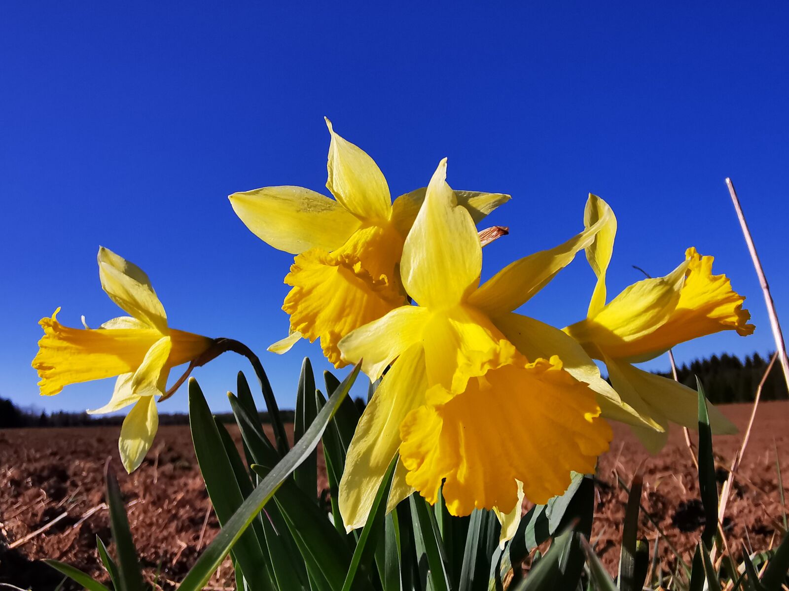 HUAWEI P30 Pro sample photo. Narcissus pseudonarcissus, daffodil, ostergloeckchen photography