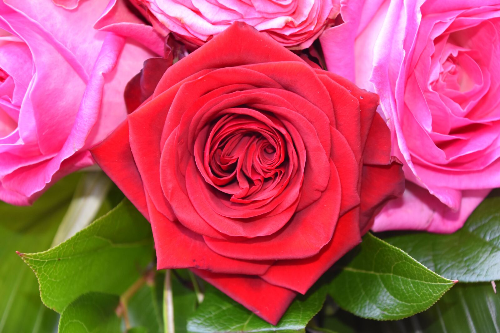 Nikon D5600 sample photo. Rosebush, flower, petal photography