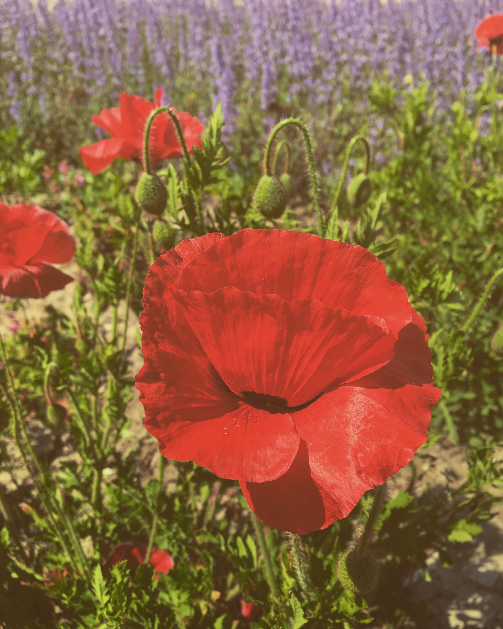 Apple iPhone 6s sample photo. Poppy, green, red photography