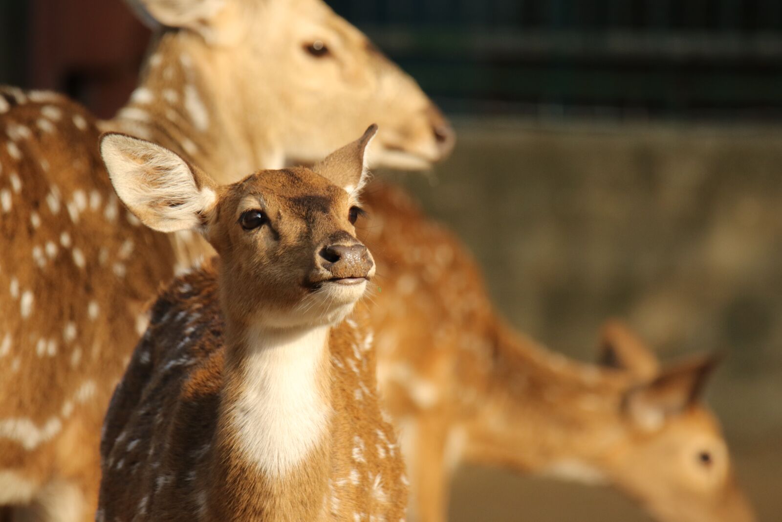 Canon EOS 7D Mark II sample photo. Spotted deer, animal, fawn photography
