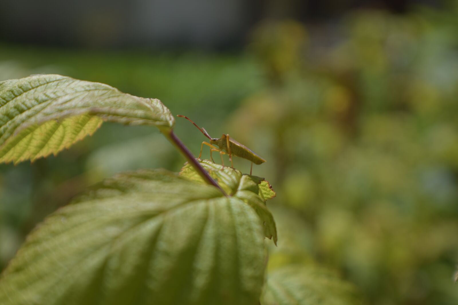 Nikon D5300 sample photo. Bug, animal, insect photography