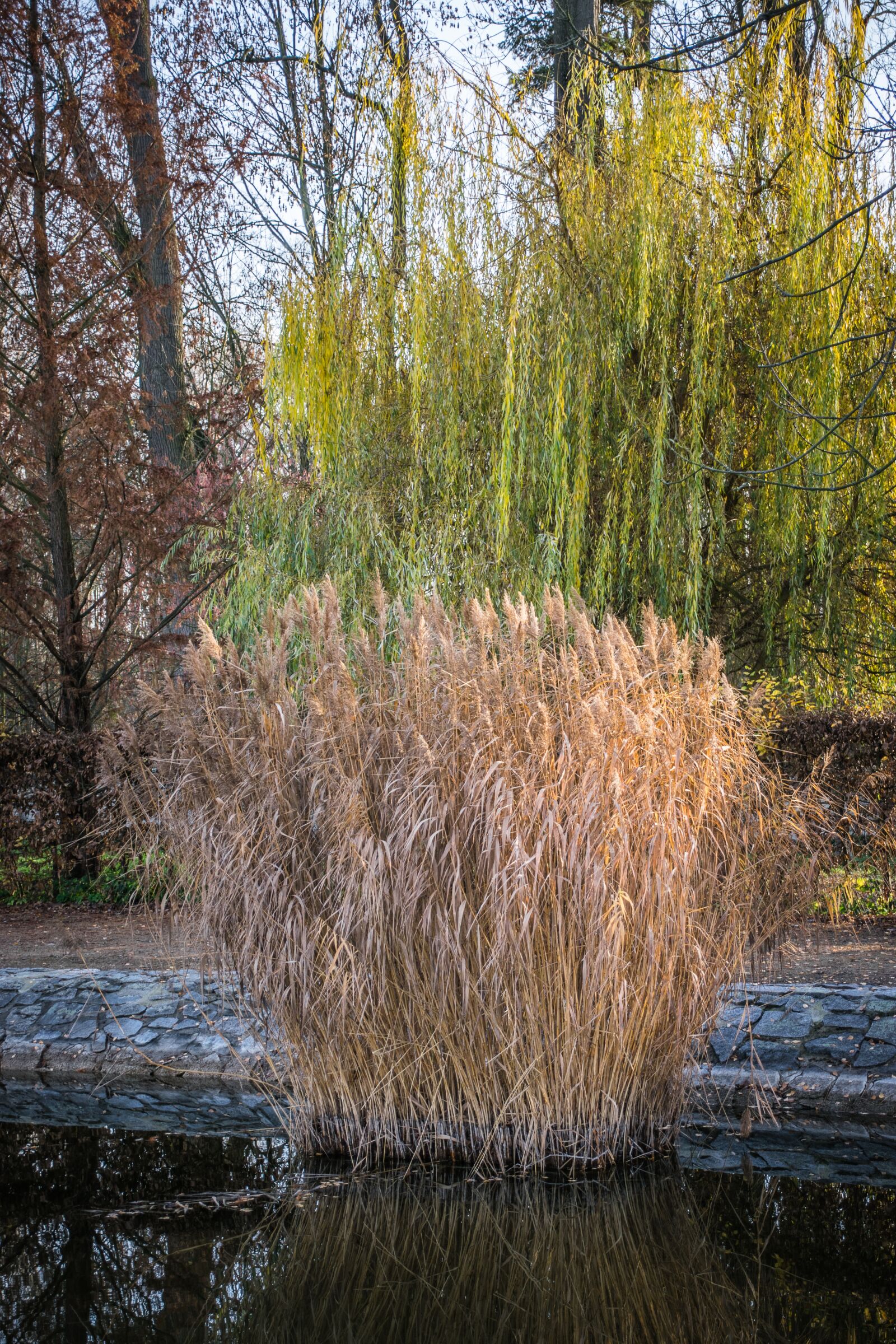 Nikon D5300 sample photo. Reeds, pond, water photography