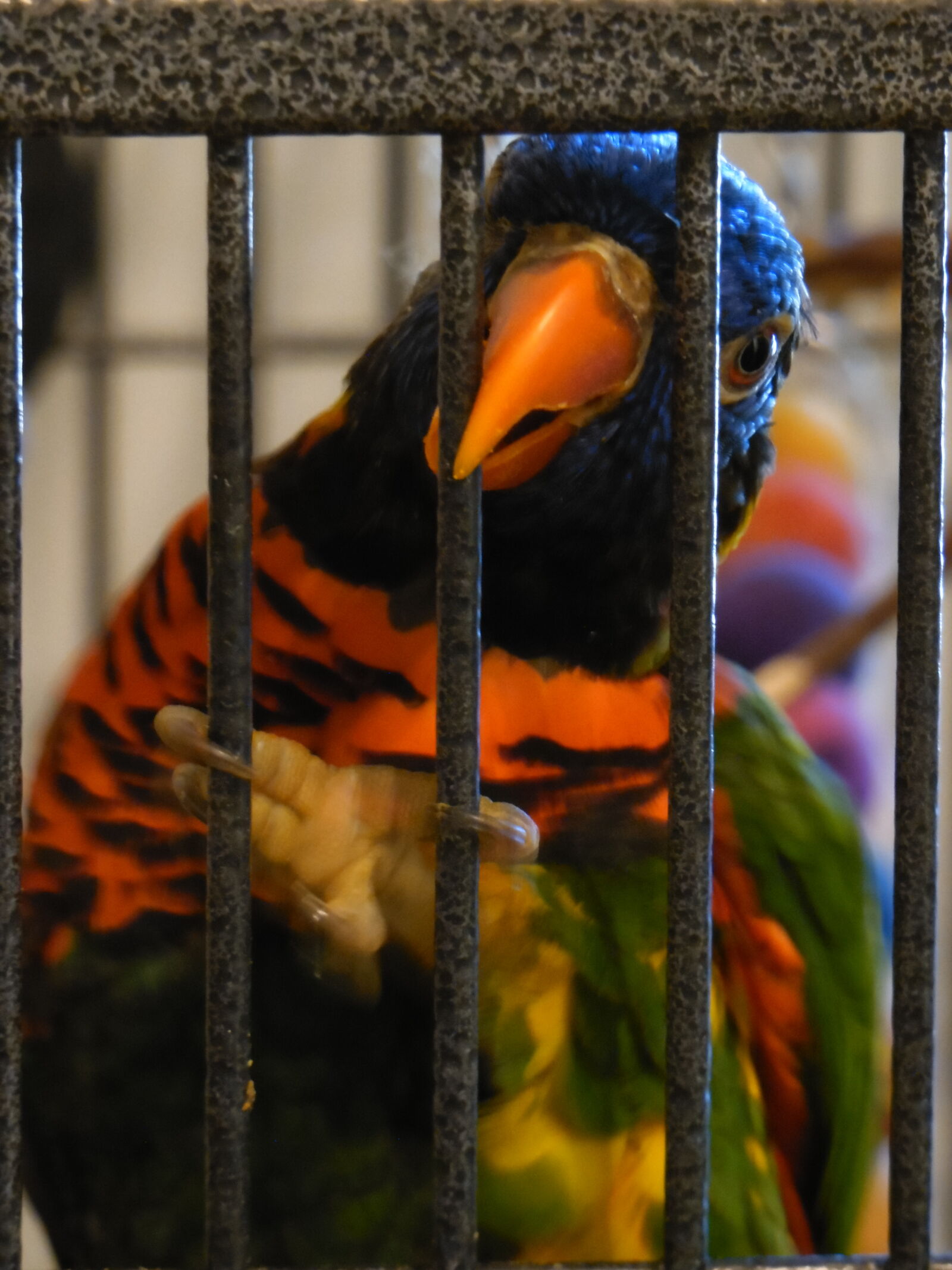 Samsung WB2200F sample photo. Australia, bird, parrot, rainbow photography