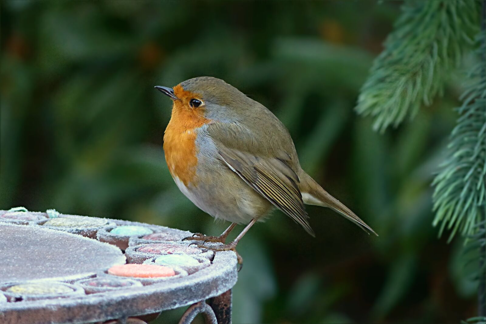 Panasonic Lumix DMC-FZ200 sample photo. Robin, erithacus rubecula, small photography