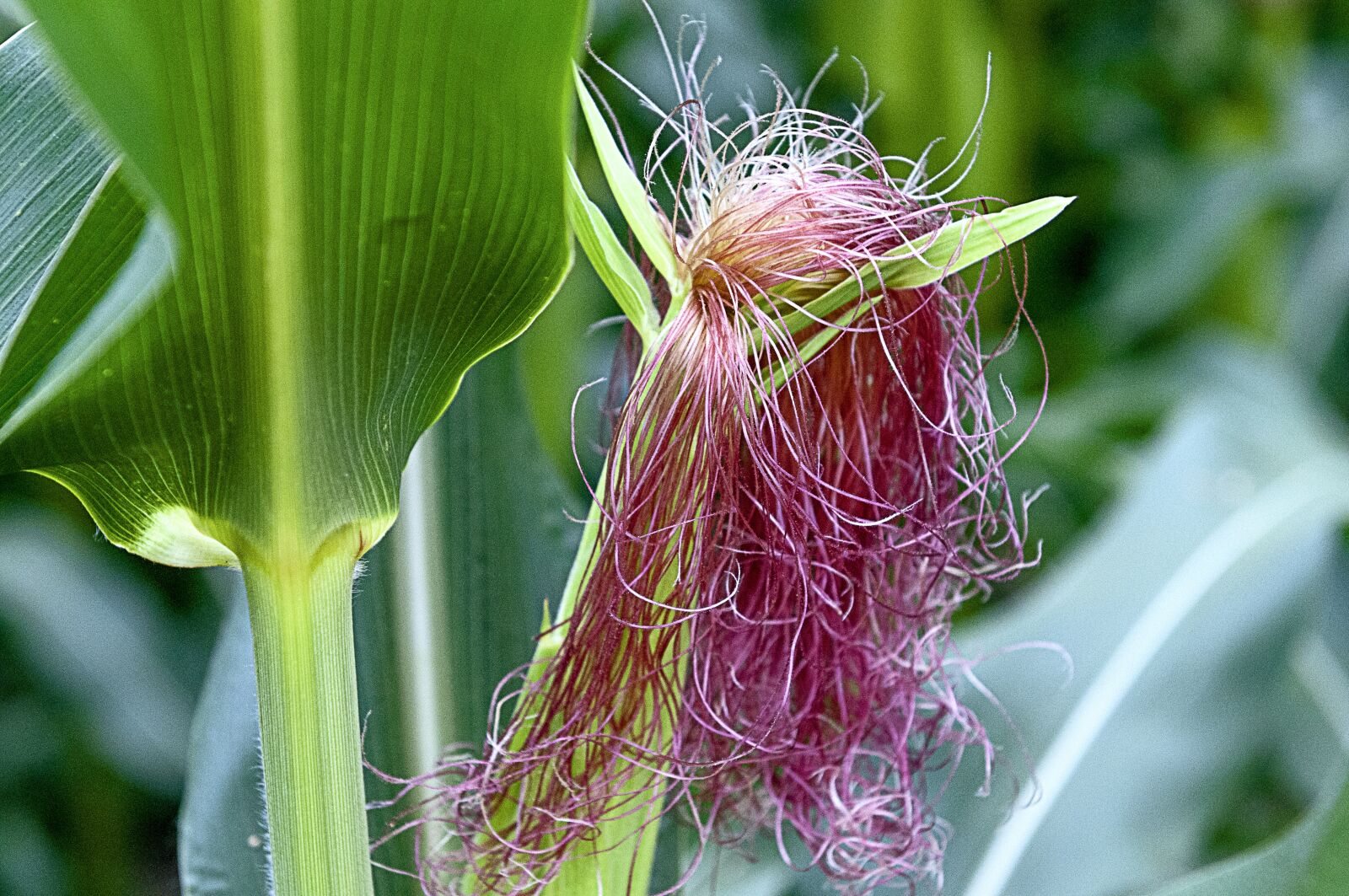 Nikon D300 sample photo. Sweet corn, vegetables, food photography