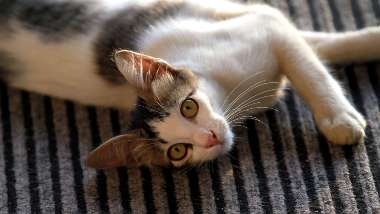 Canon EOS 7D sample photo. Cat, pet, feline photography