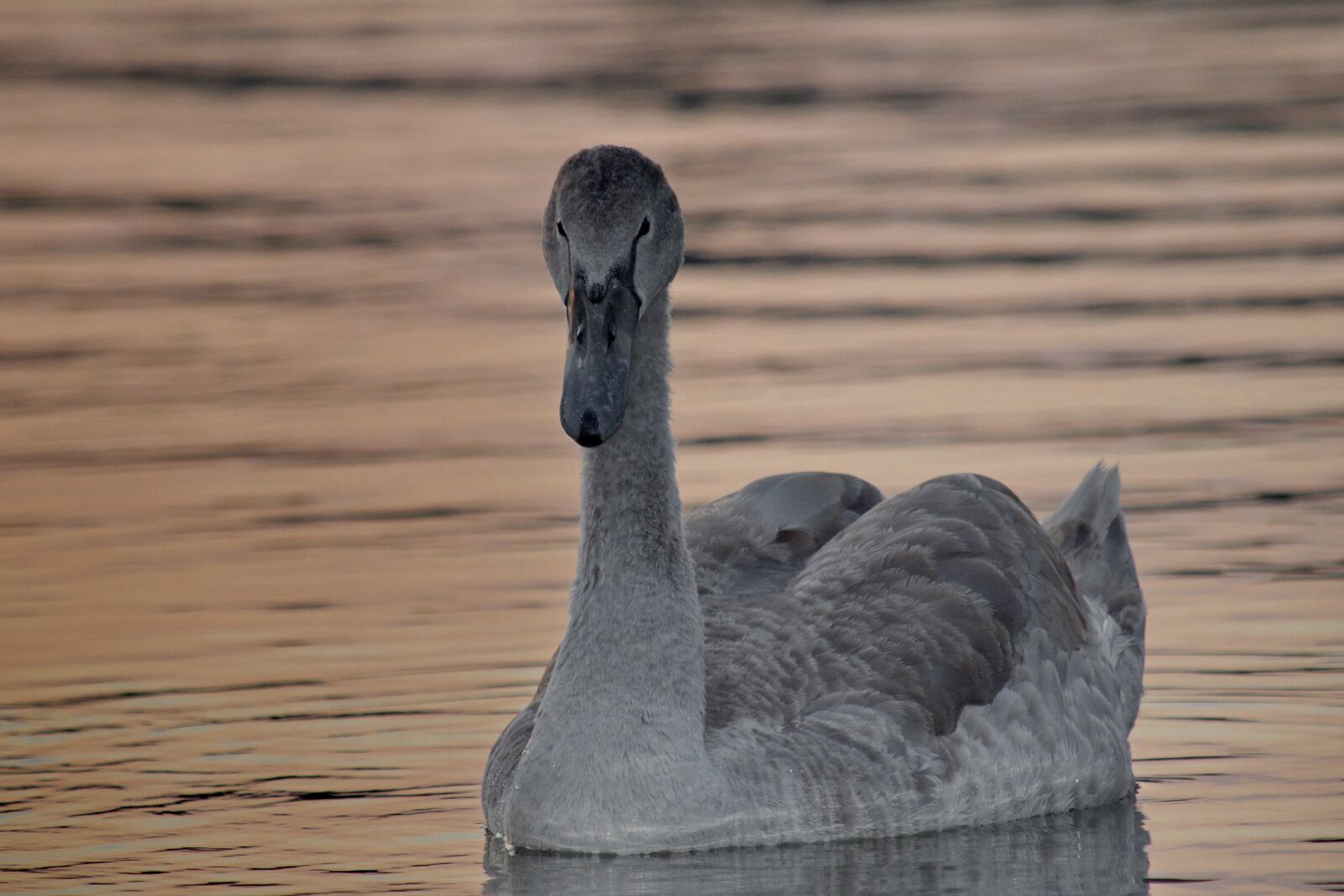 Nikon D5500 sample photo. Beautiful, grace, grey, offspring photography