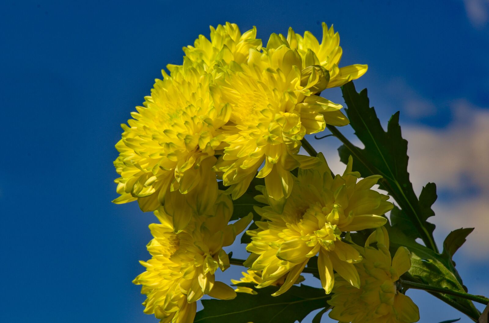 Nikon D7000 sample photo. Chrysanthemums, yellow, flower photography