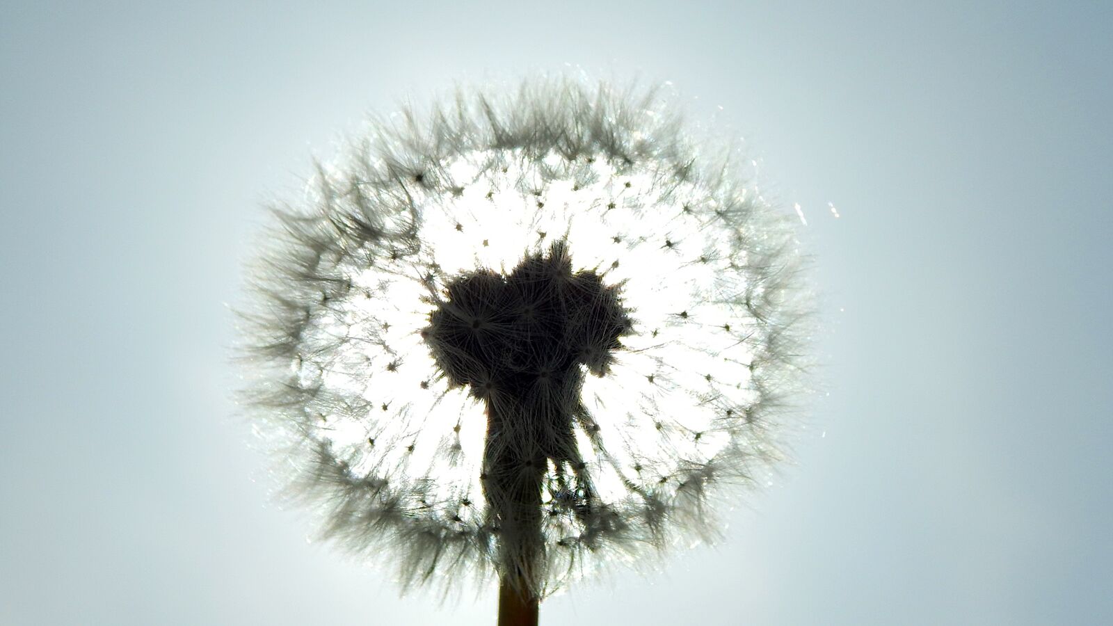 Nikon Coolpix L830 sample photo. Fluffy, dandelion, nature photography