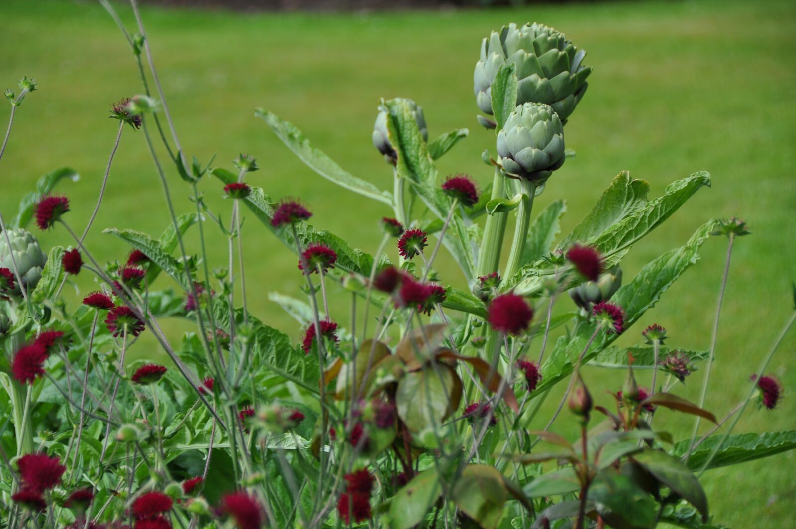 Nikon D5000 sample photo. Summer, flower, garden photography