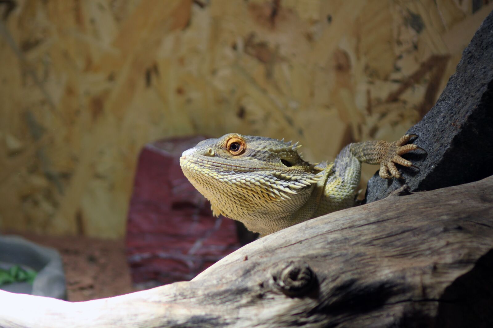 Canon EOS 500D (EOS Rebel T1i / EOS Kiss X3) sample photo. Pogona, pogona vitticeps, bearded photography