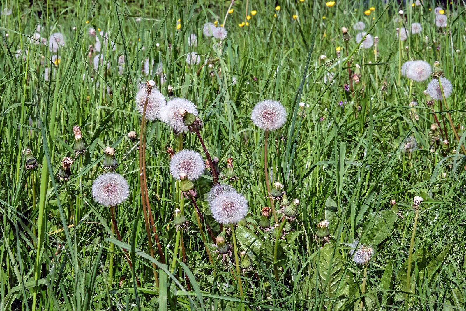 Fujifilm X-T10 sample photo. Dandelion, flower, faded photography