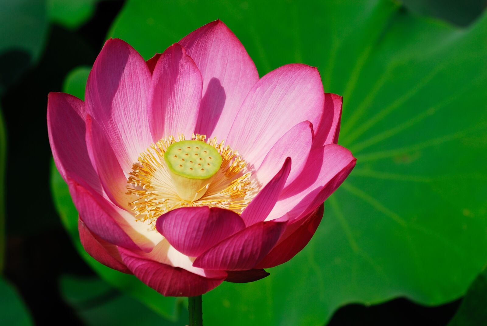 Nikon D200 sample photo. Flower, summer, plant photography