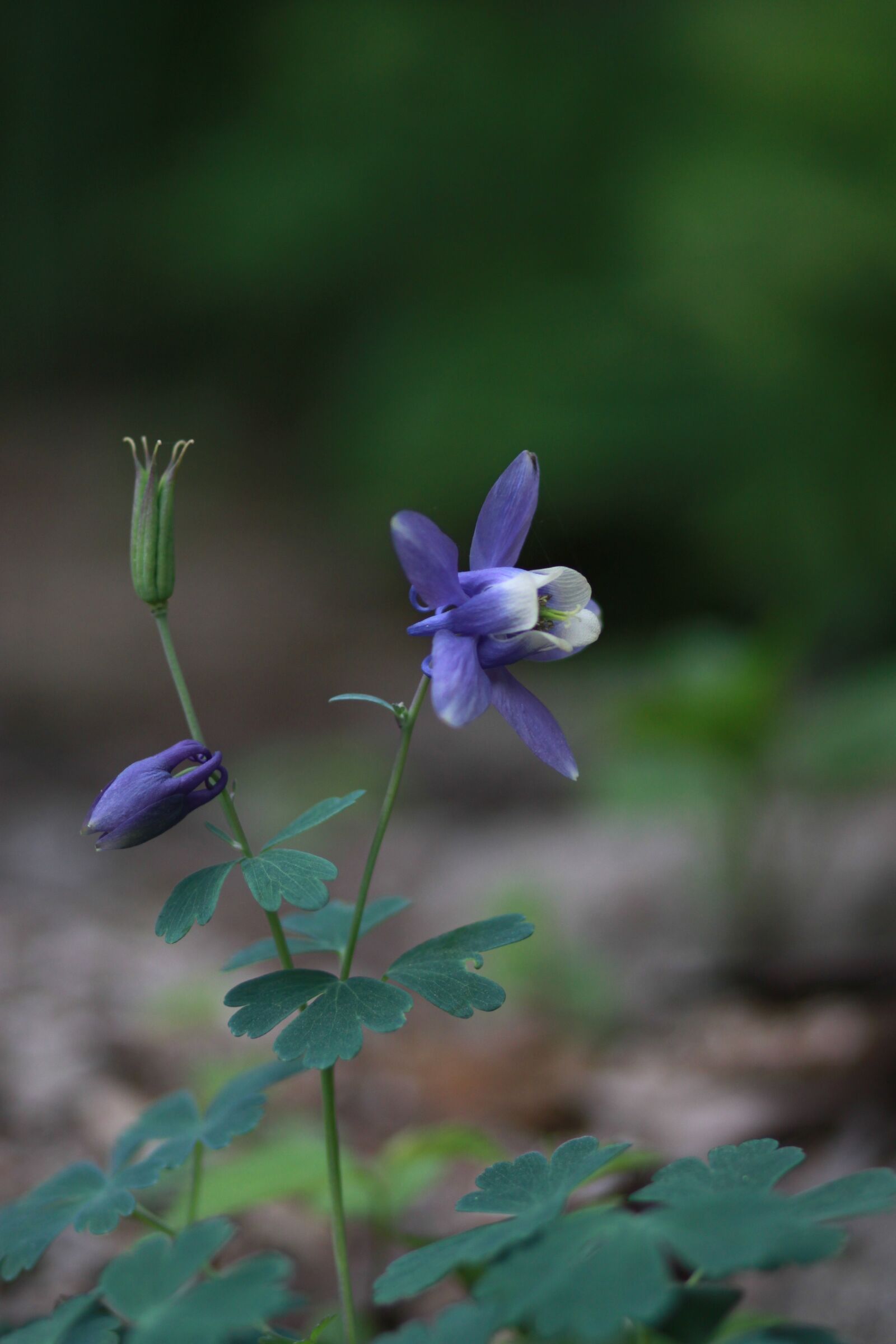 Canon EOS 500D (EOS Rebel T1i / EOS Kiss X3) sample photo. Nature, plants, flowers photography