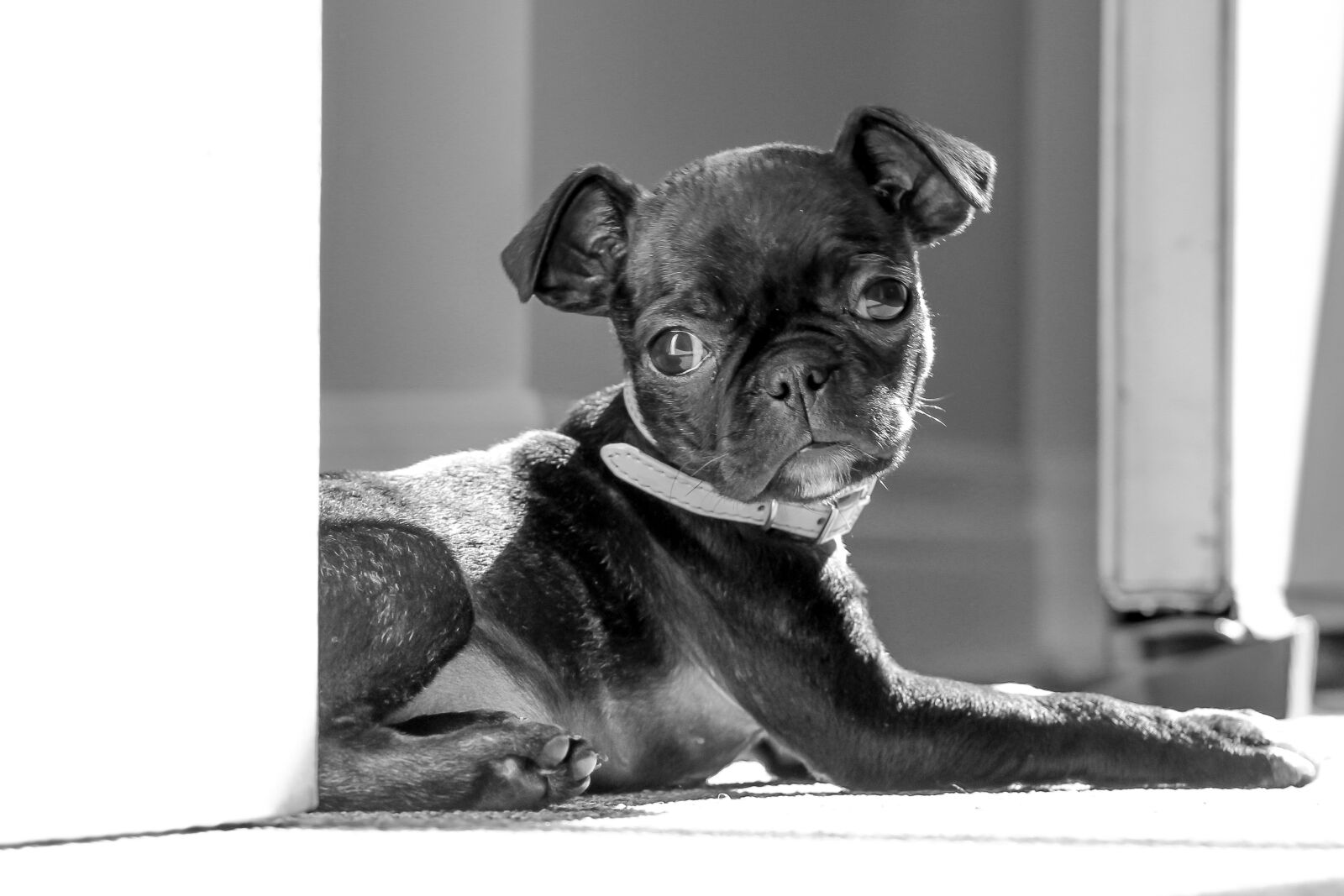 Canon EF-S 17-85mm F4-5.6 IS USM sample photo. Pug, boston terrier, cute photography