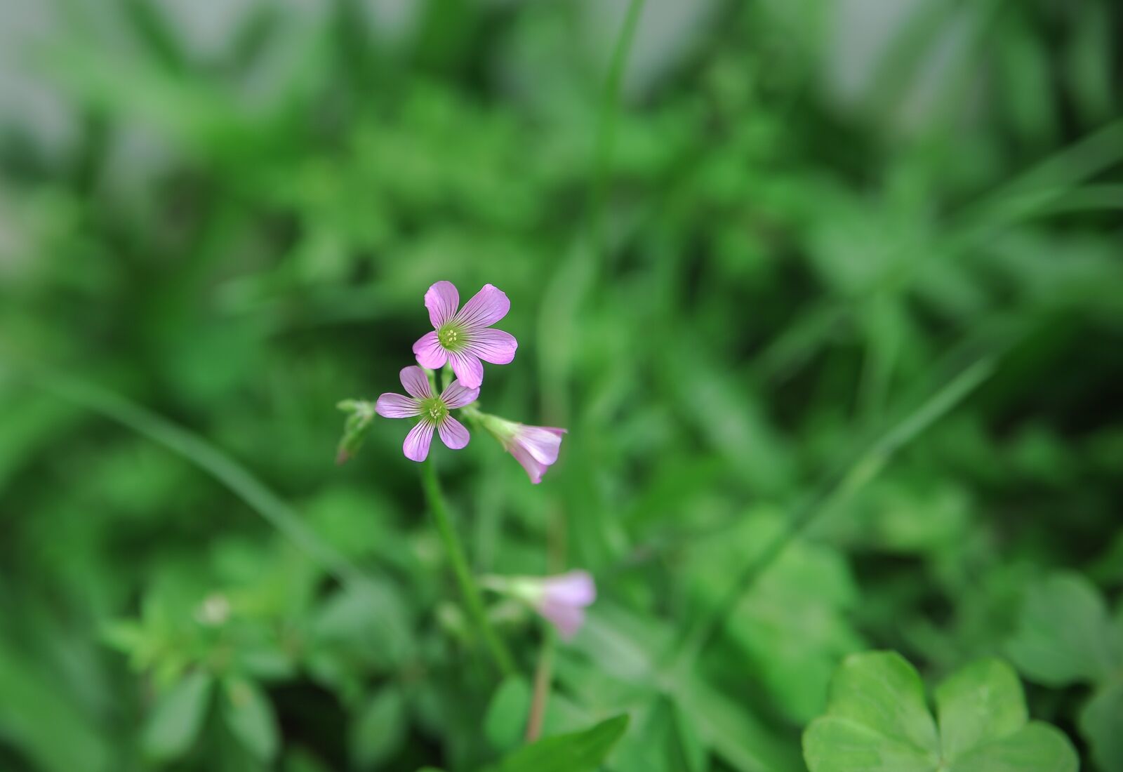 Nikon D700 sample photo. Flower, neck, blooming photography
