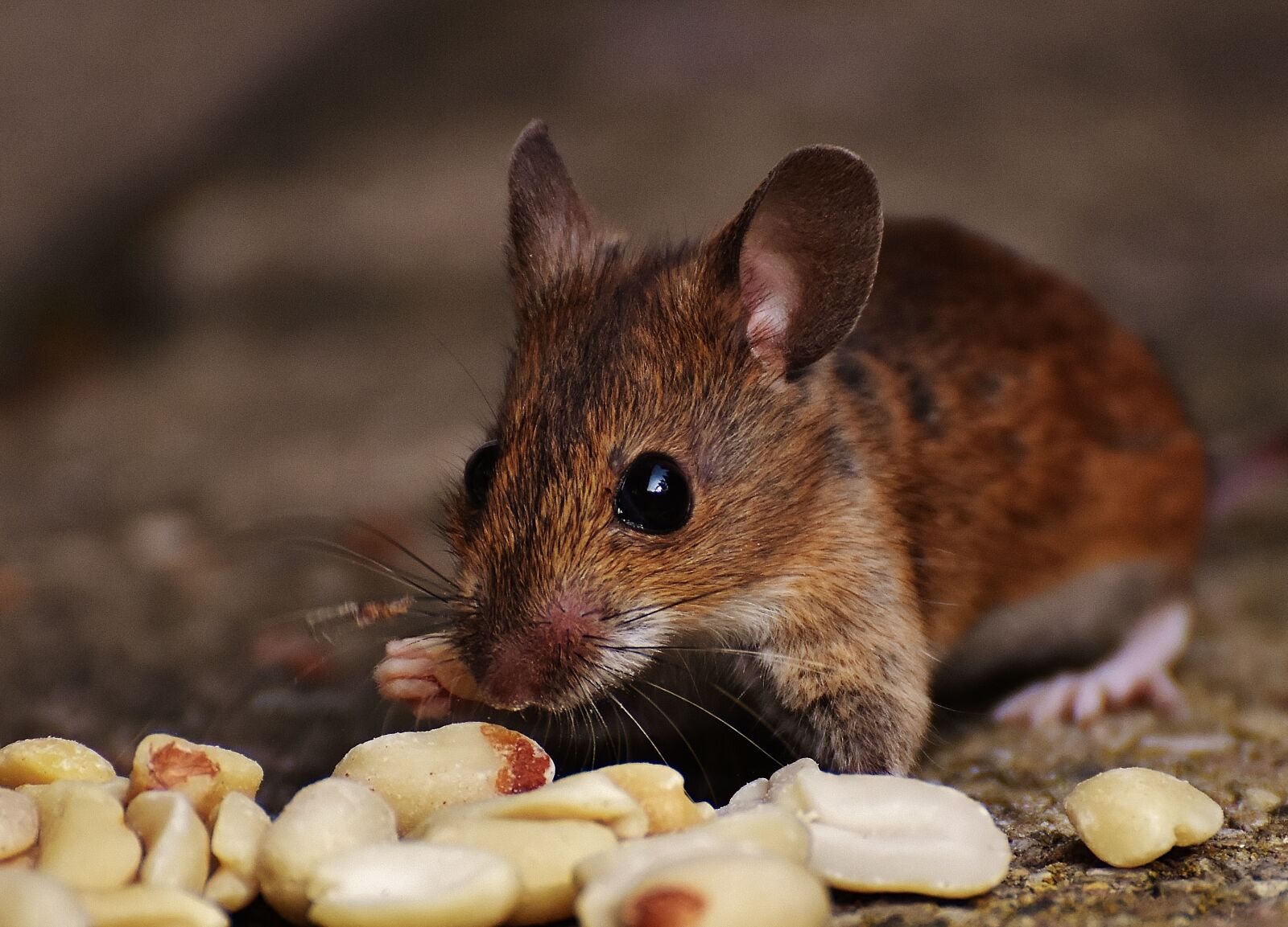 Nikon D7200 sample photo. Mouse, rodent, cute photography