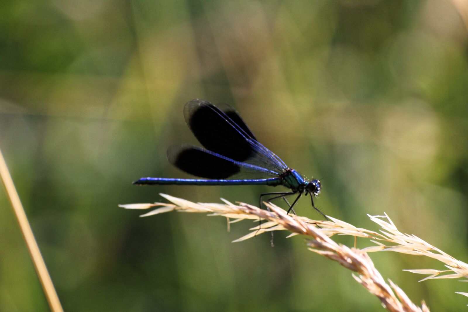 Canon EOS 7D sample photo. Dragonfly, nature, insect photography