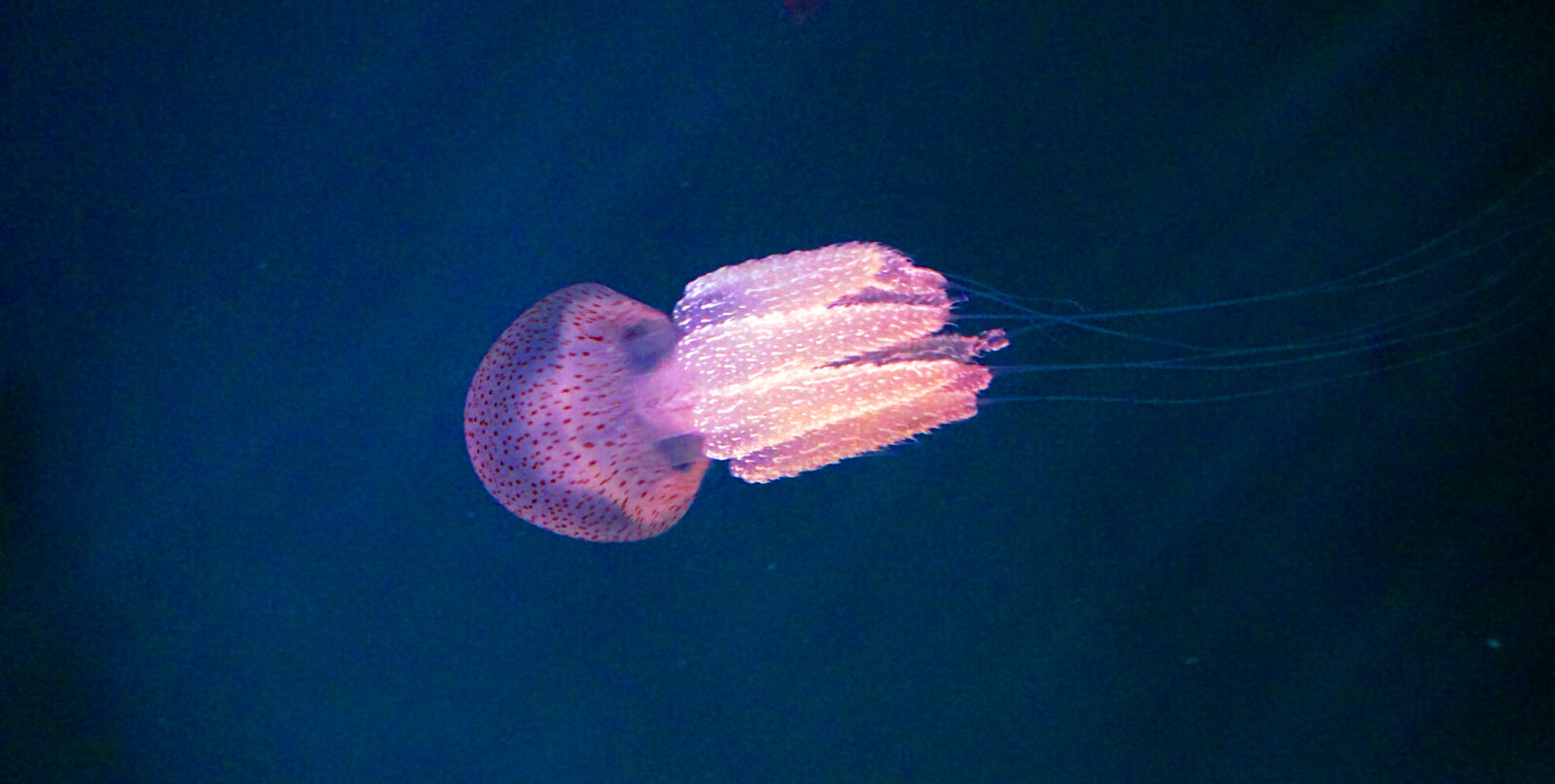 Sony a6000 sample photo. Jellyfish photography