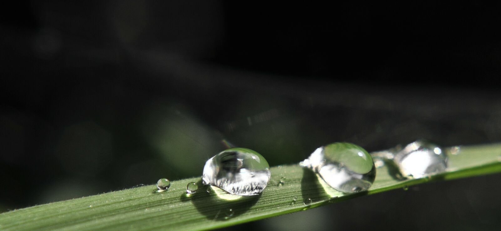 Nikon D300 sample photo. Drip, rain, water photography