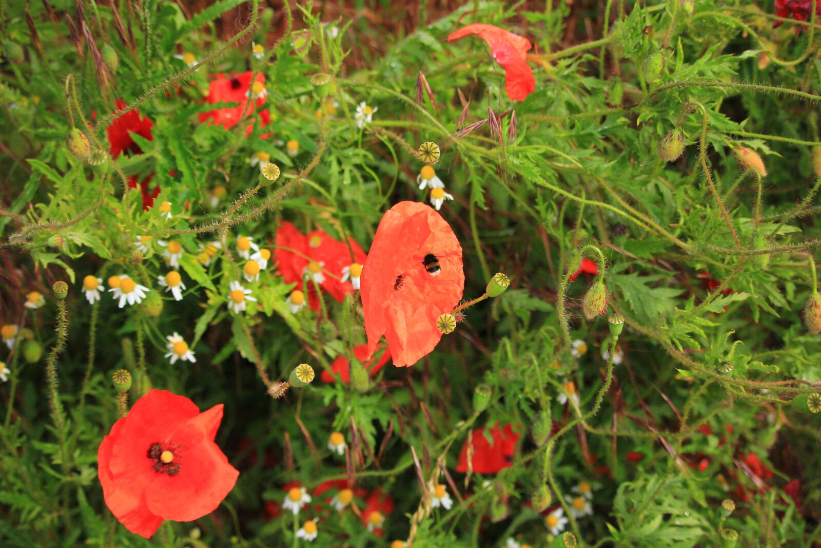 Canon EOS 60D sample photo. Blumen, rote blumen, wildflowers photography
