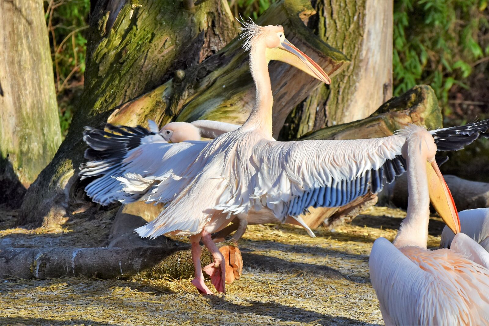 Nikon D7200 sample photo. Pelikan, water bird, pink photography