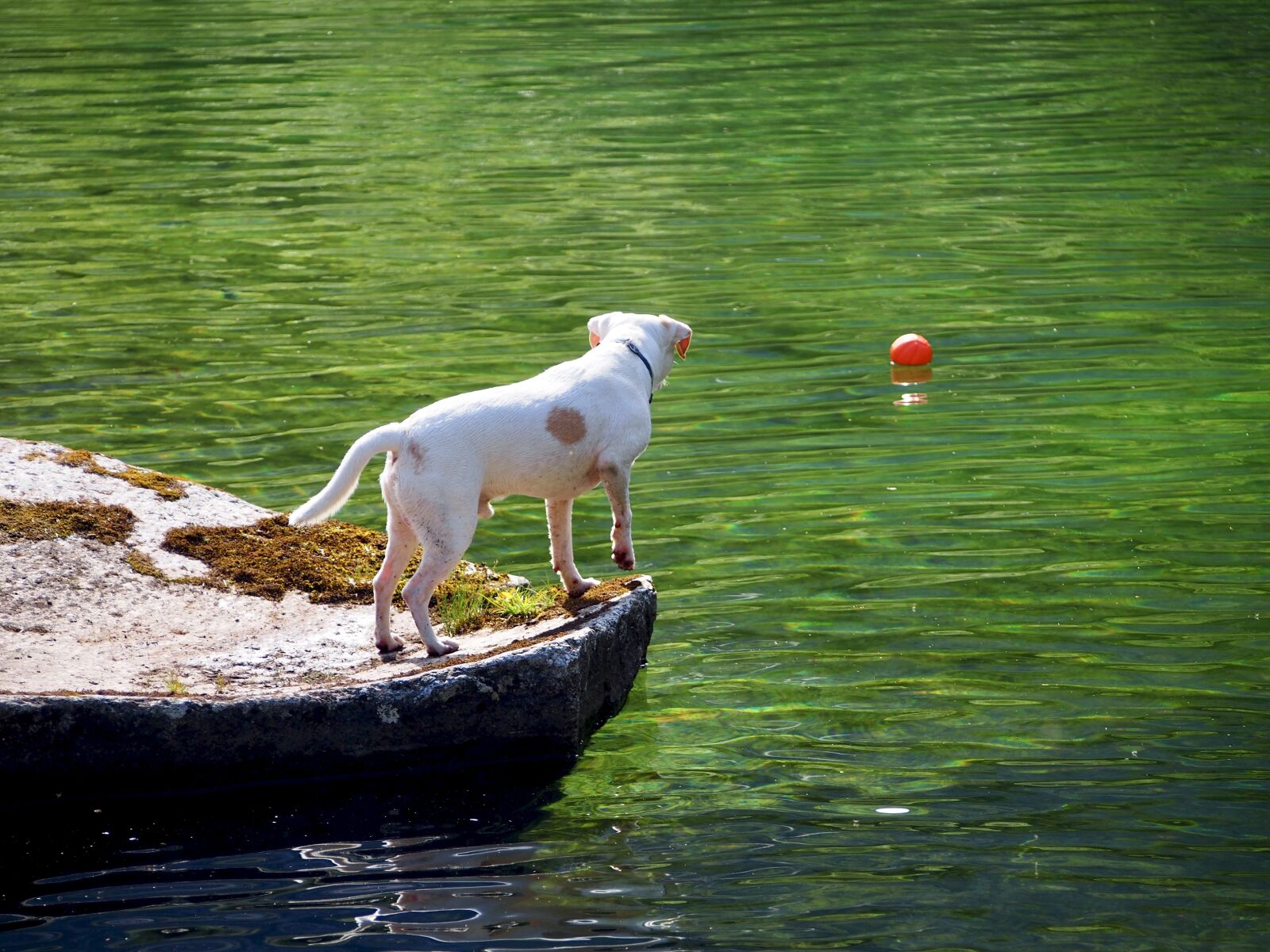 Olympus M.Zuiko Digital ED 40-150mm F4-5.6 sample photo. Dog, white dog, dog photography