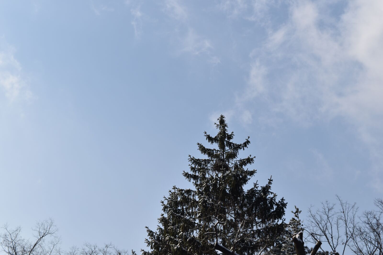 Nikon D5500 sample photo. Tree, view, snow photography