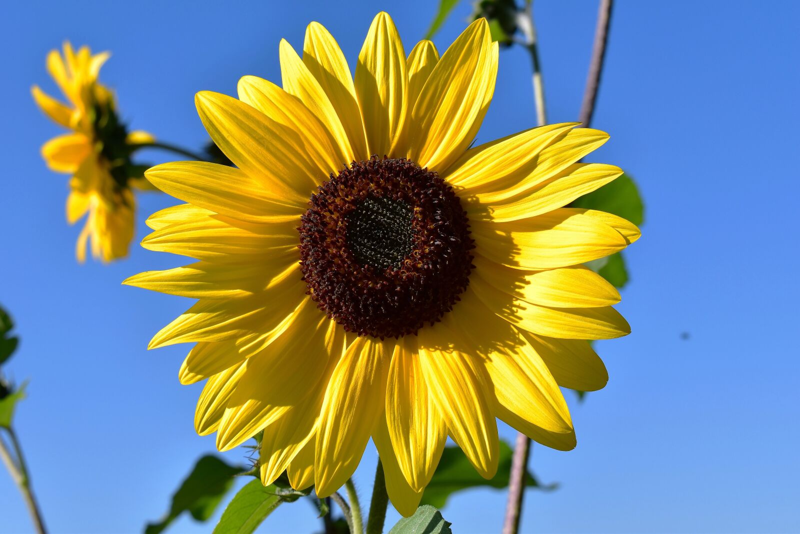 Nikon D5500 sample photo. Sunflower, flower, plant photography